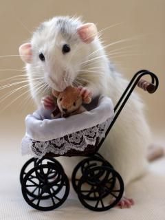 - - wallpaper preview