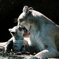 Puma - wallpaper preview