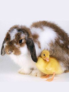 Easter Buddies  - wallpaper preview