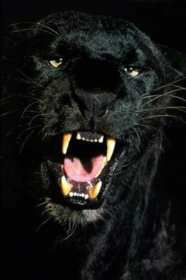 - - wallpaper preview