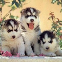 Husky - wallpaper preview