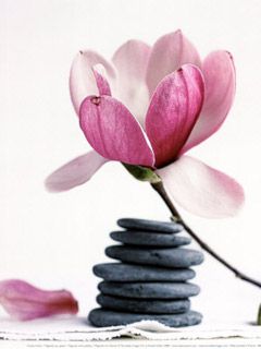 Magnolia - wallpaper preview