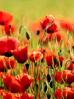 Papaver - wallpaper preview