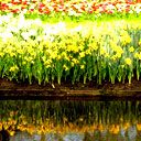 Keukenhof - wallpaper preview