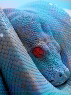 Snake - wallpaper preview