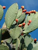 Cactus - wallpaper preview