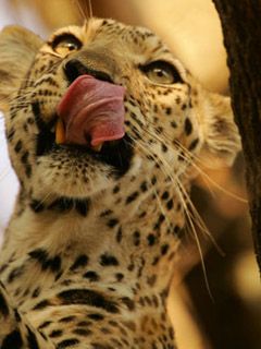 Leopard