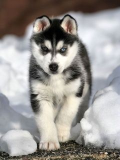 Husky - wallpaper preview
