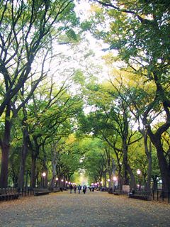 Central Park - wallpaper preview