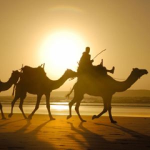 Camels- Essaouira - Morocco