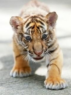 Tiger - wallpaper preview