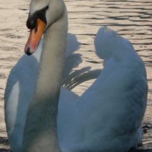 Elegancka Łabędź na Wodzie