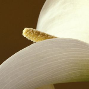 Elegancki Biały Kwiat Z Bliska