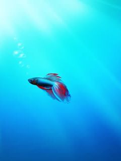 Kolorowa Ryba Betta Pod Wodą