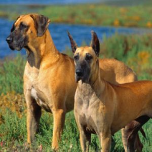 Dogi Niemieckie w Naturze