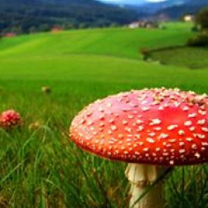 Jaskrawy Czerwony Grzyb w Naturze
