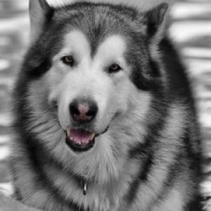 Majestatyczny Malamute Alaski