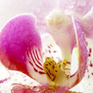 Piękny kwiat orchidei