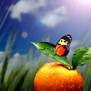 Motyl na Pomarańczy