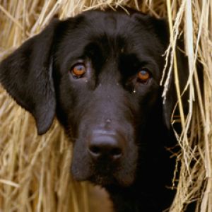 Czarny labrador w sianie