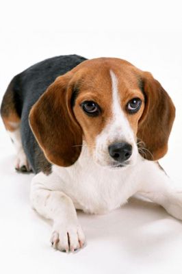 Uroczy Szczeniak Beagle