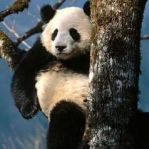 Urocza Panda na Drzewie