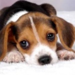 Uroczy Szczeniak Beagle