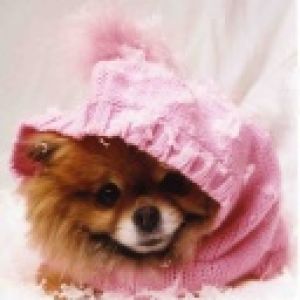 Uroczy Pomeranian w Różowej Bluzie