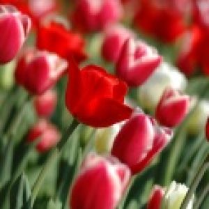 Wibrujące Pole Tulipanów