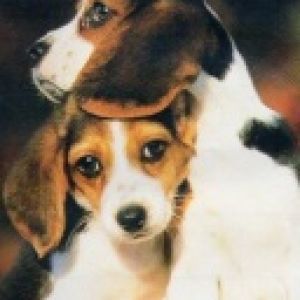 Urocze Szczenięta Beagle