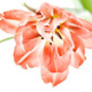 Piękny różowy kwiat tulipana