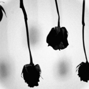 Czarne Róże w Monochromie