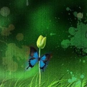 Motyl na Kwiecie