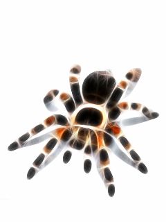 Kolorowa Tarantula