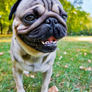 Szczęśliwy Pies Pug