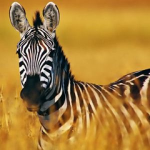 Majestatyczna Zebra na Łące