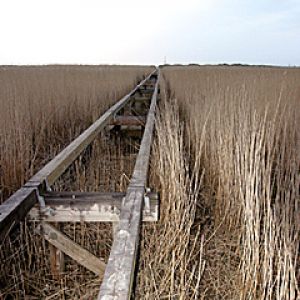 Spokojna Ścieżka w Moczarach