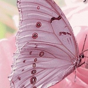 Piękny Motyl na Kwiecie