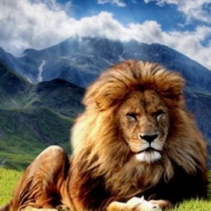 Majestatyczny Lew w Naturze