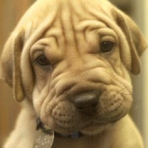 Uroczy Szczeniak Shar Pei