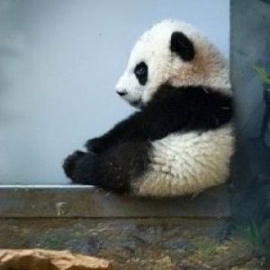 Urocze Młode Panda