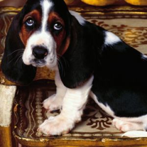 Uroczy Szczeniak Basset Hound