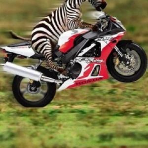 Zebra na Motocyklu