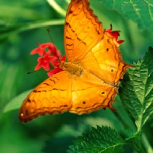 Jaskrawy Pomarańczowy Motyl