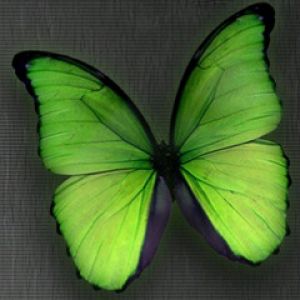 Jaskrawa Zielona Motyl