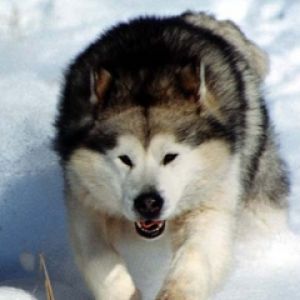 Biegnący Alaskan Malamute w Śniegu
