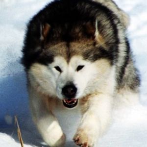Biegnący Alaskan Malamute w Śniegu