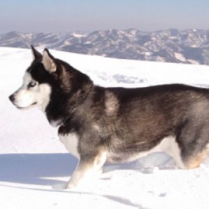 Siberian Husky w zaśnieżonym krajobrazie