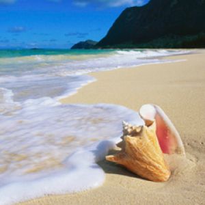 Piękna Muszla Plażowa