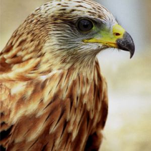 Majestatyczny Jastrząb Z Bliska